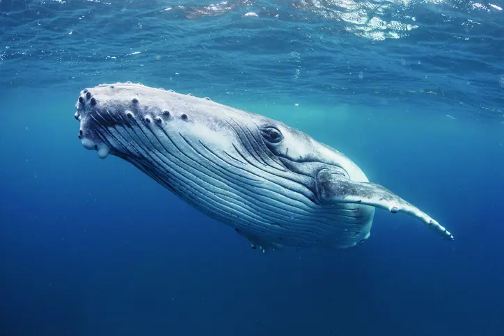consecuencias de la caza de ballenas - Cómo afecta la humanidad la extinción de las ballenas