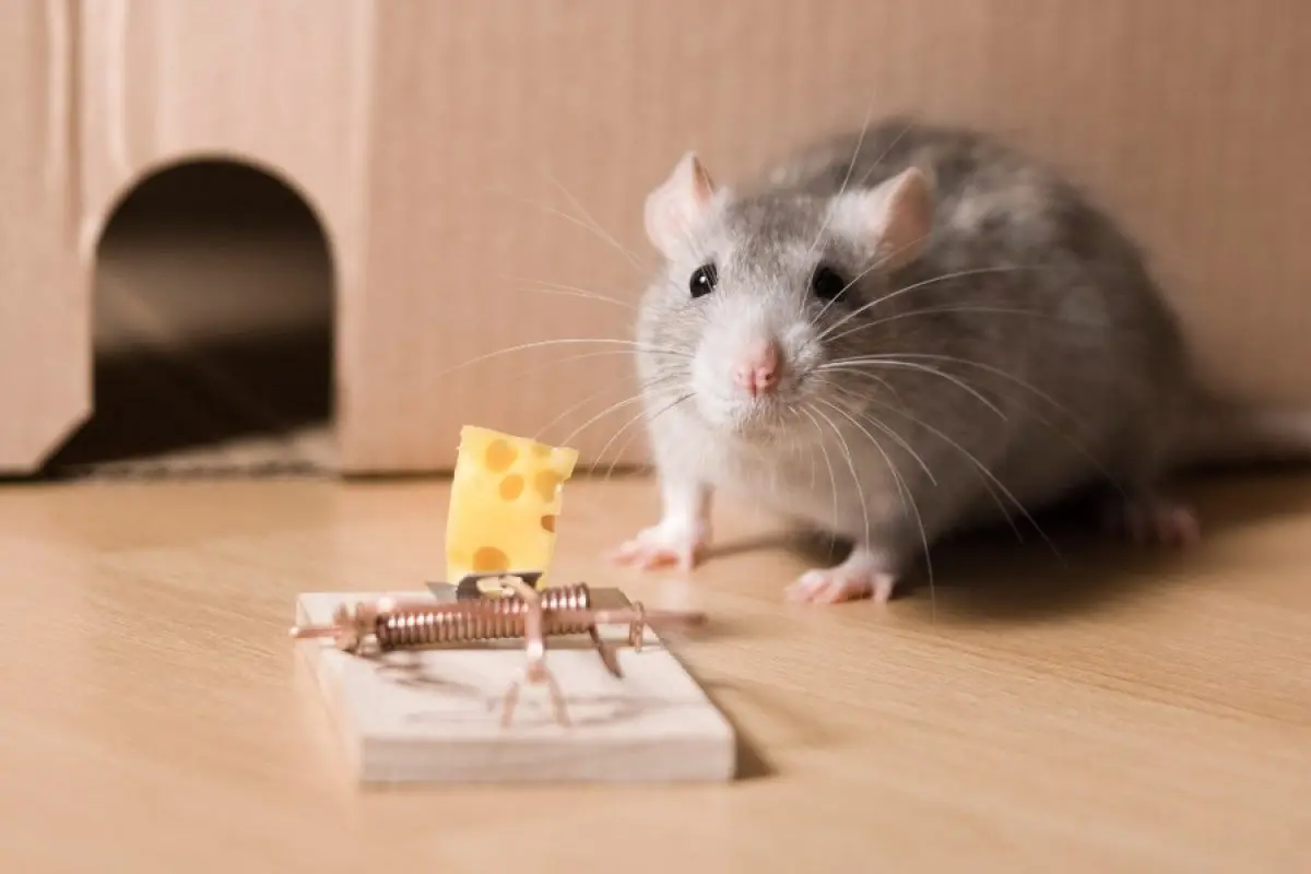 como cazar un raton en una habitacion - Cómo atrapar un ratón en mi cuarto