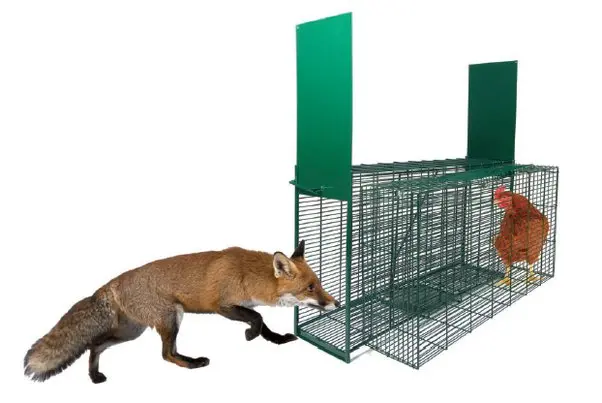 trampas para cazar zorros - Cómo atrapar un zorro vivo