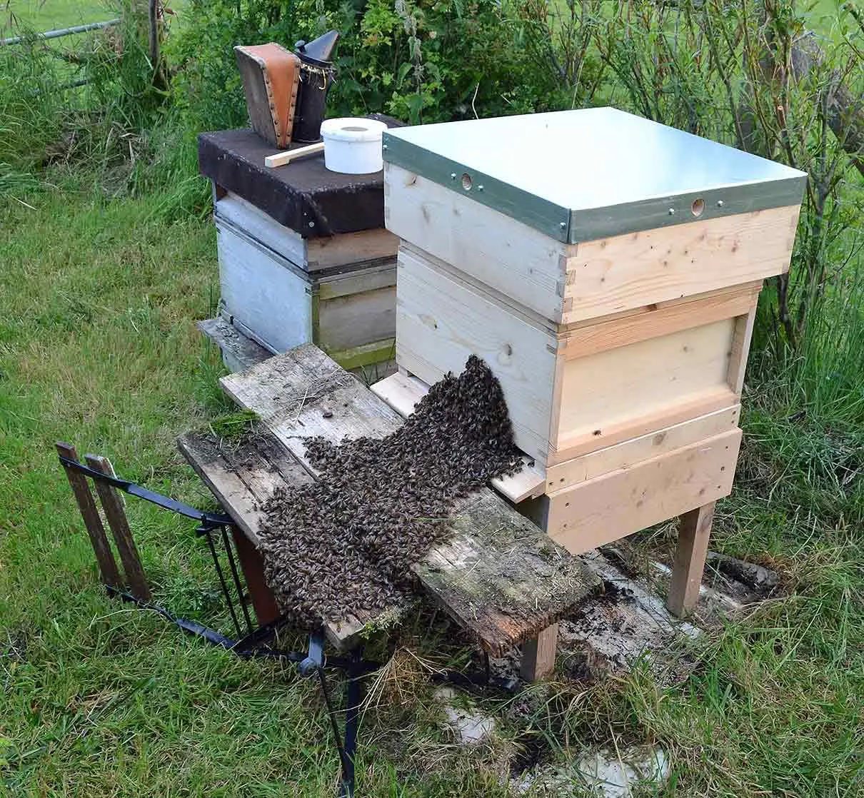 cebo caza enjambres casero - Cómo capturar enjambres de abejas silvestres