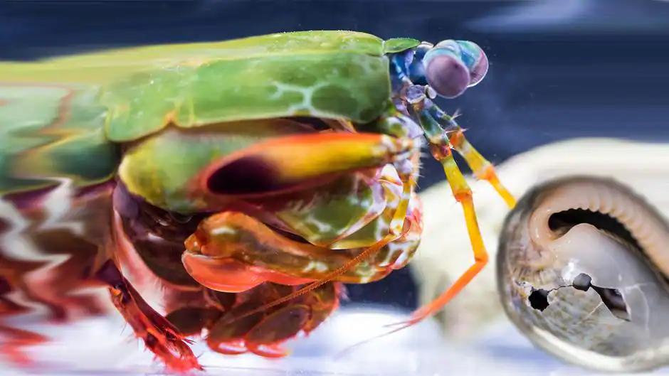 camaron mantis cazando - Cómo caza el camarón mantis
