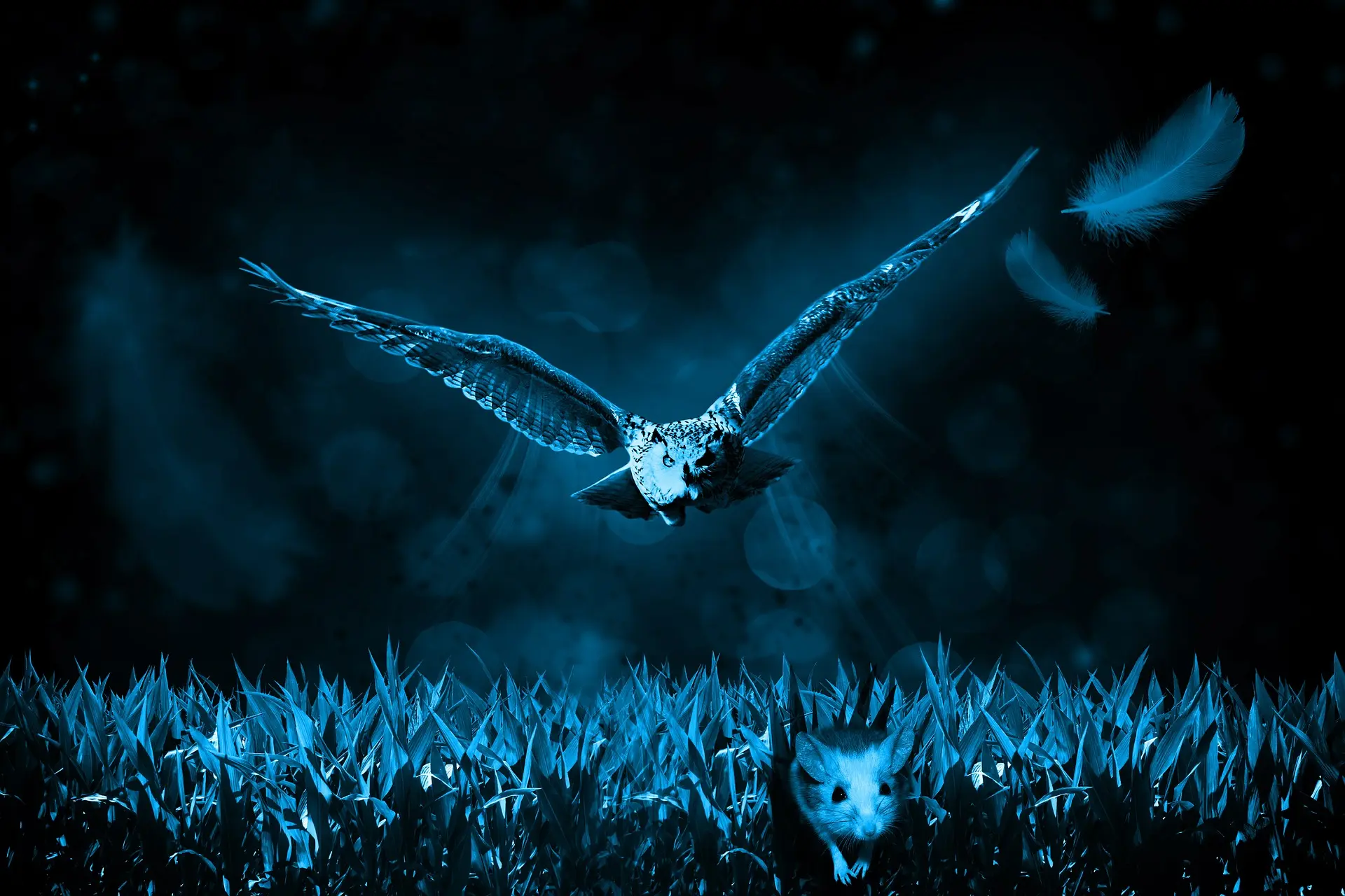 animales que cazan de noche - Cómo cazan los animales nocturnos