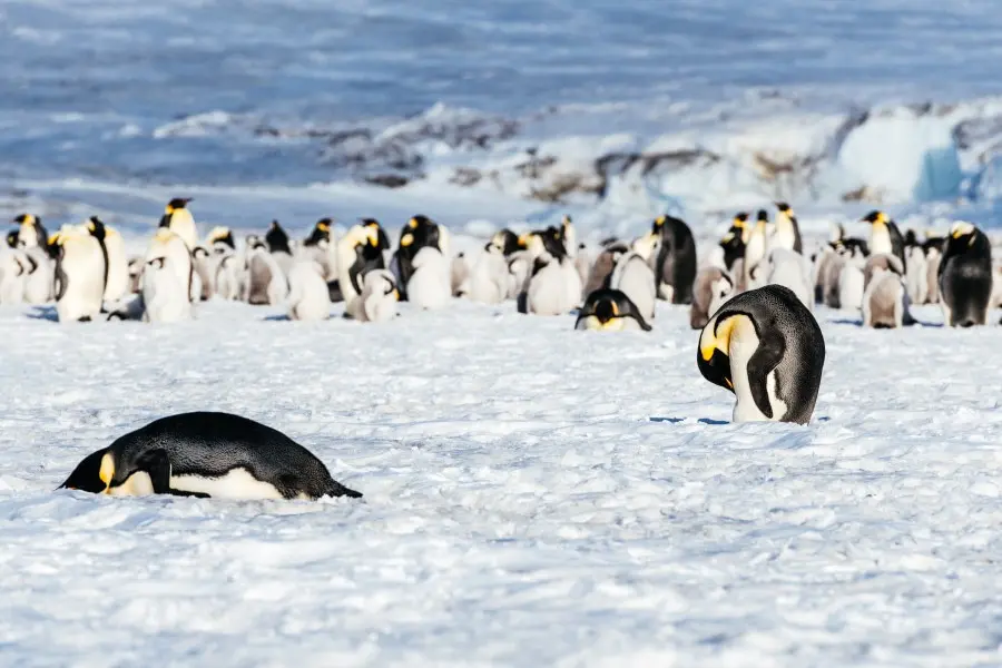 como cazan los pinguinos - Cómo cazan los pingüinos emperador