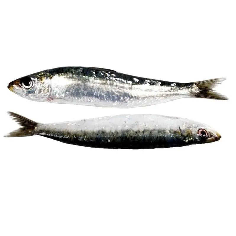 Beneficios y valor nutricional de la sardina: todo lo que necesitas saber