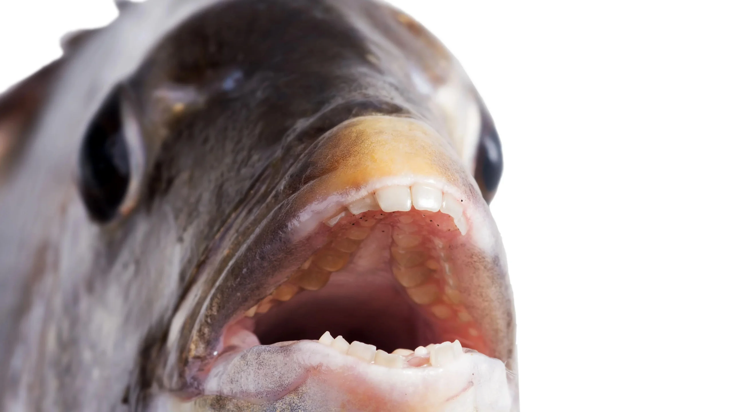 pescado con dientes de humano en meoqui - Cómo es el pez sargo chopa