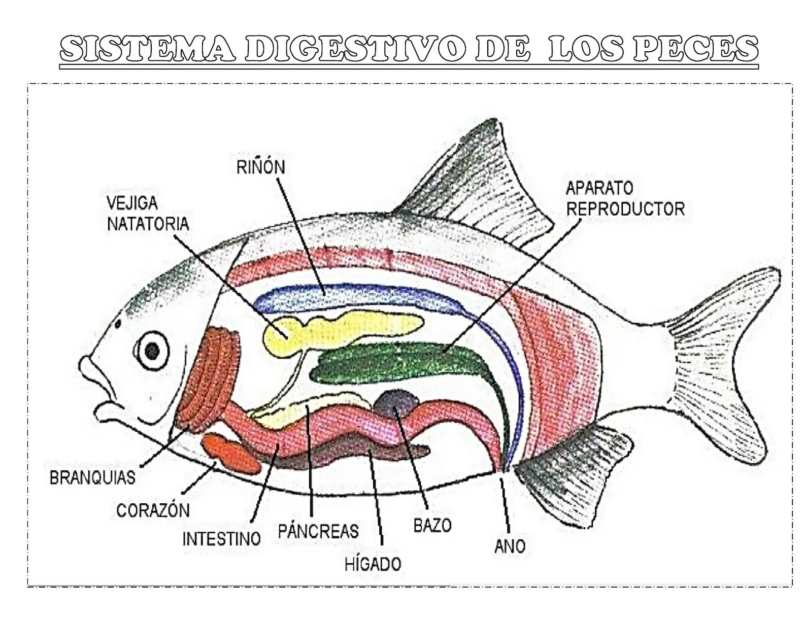 sistema digestivo de un pescado - Cómo es el sistema digestivo del pescado