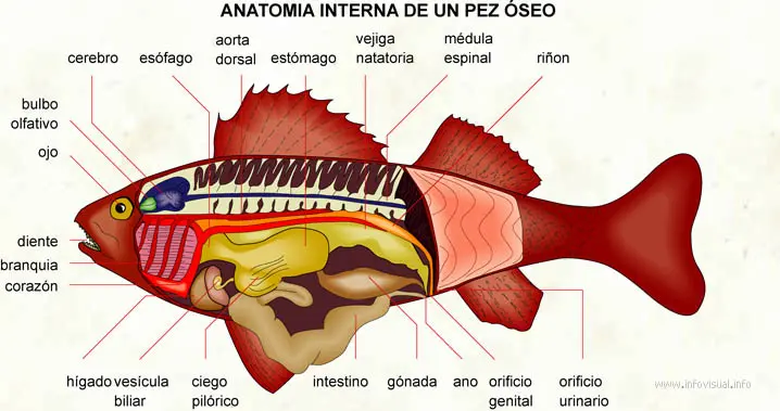 sistema digestivo de un pescado - Cómo es el sistema digestivo del pez payaso
