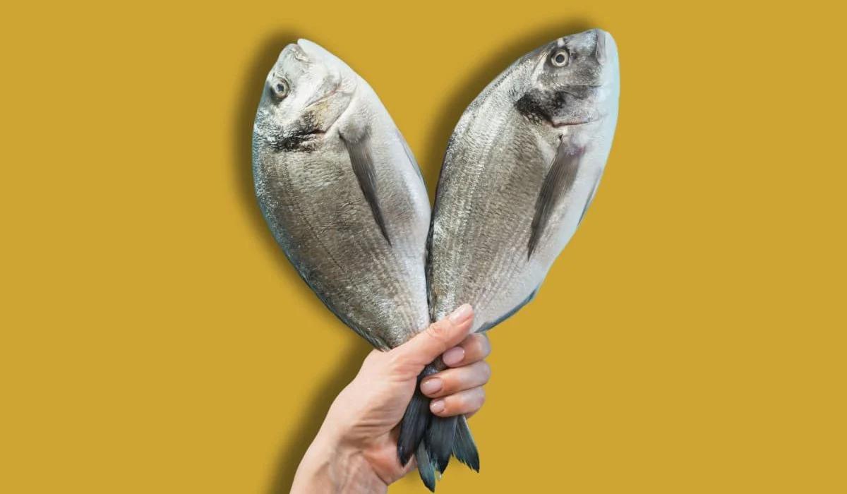 peces y pescados diferencia - Cómo es peces o peces
