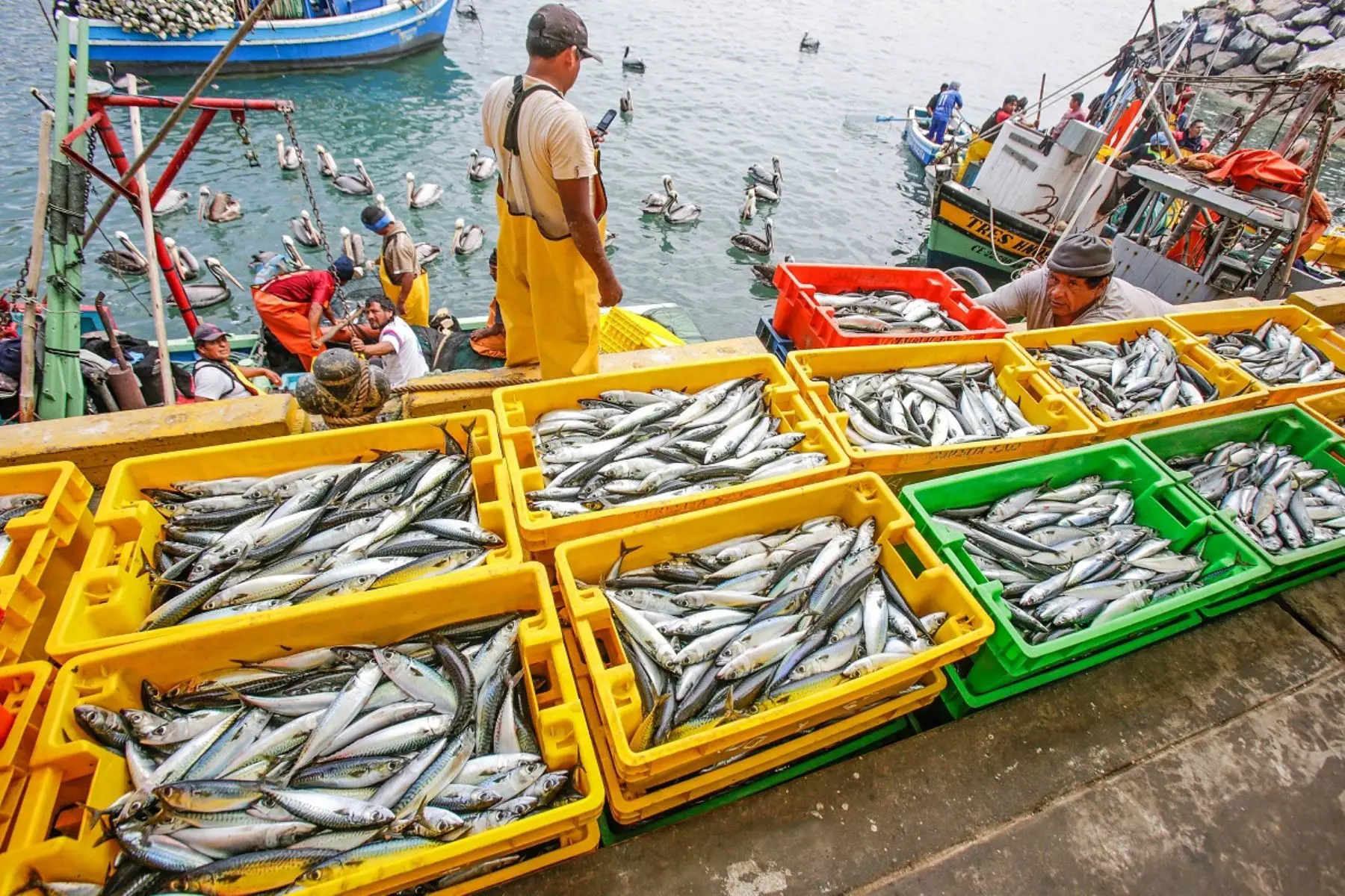 pesca peru empresa - Cómo está el sector pesca en el Perú