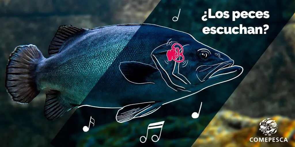 los pescados escuchan - Cómo funciona el oído de los peces