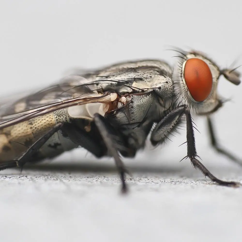 Trampa casera para moscas: solución efectiva y fácil