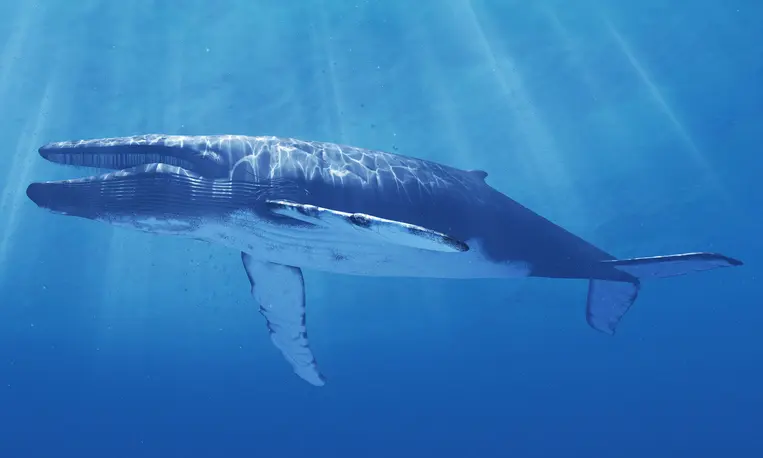 greenpeace contra la caza de ballenas - Cómo influye la caza de ballenas en el ecosistema