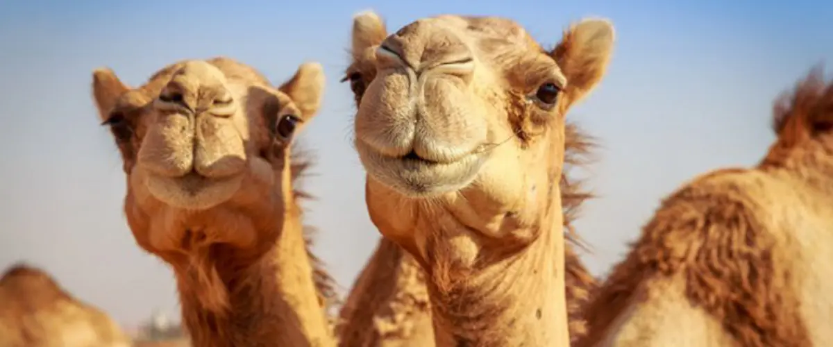 caza de camellos - Cómo llegaron los camellos a Australia