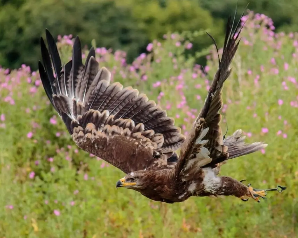 aguila cazando palomas - Cómo mata el águila a su presa