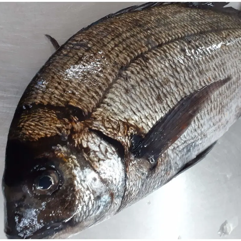 pescado sargo precio - Cómo se alimenta el sargo