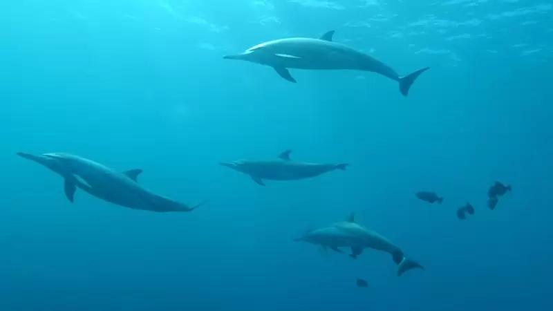 caza anual de delfines en taiji - Cómo se cazan los delfines
