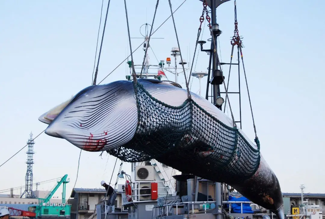 barcos que cazan ballenas - Cómo se le llama a los barcos que cazan ballenas