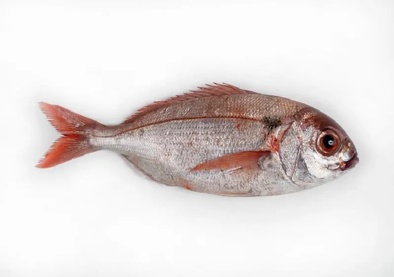 el besugo mariscos y pescados - Cómo se llama el besugo