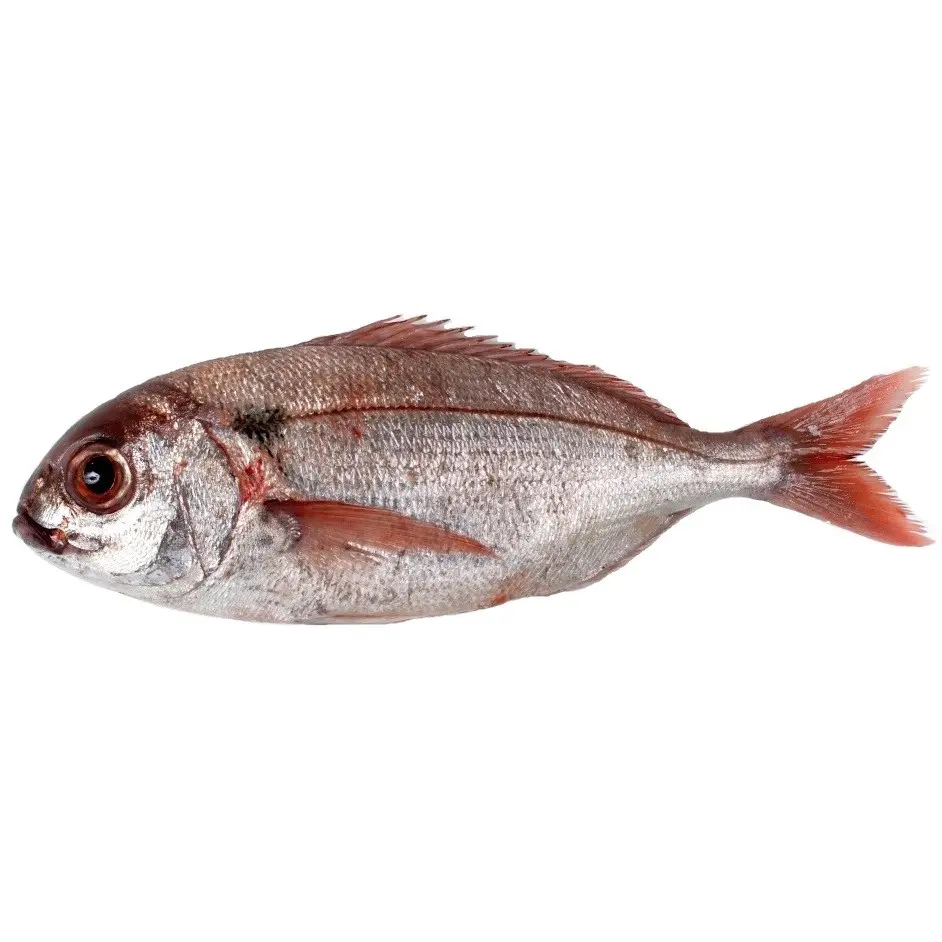 Besugo: un delicioso pescado blanco para disfrutar