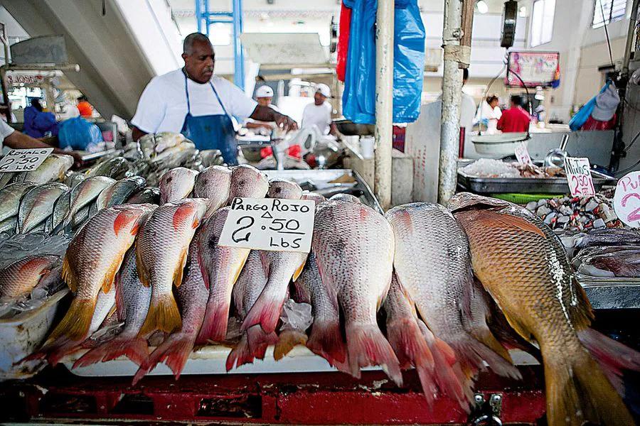 pescado pargo - Cómo se llama el pargo en Chile