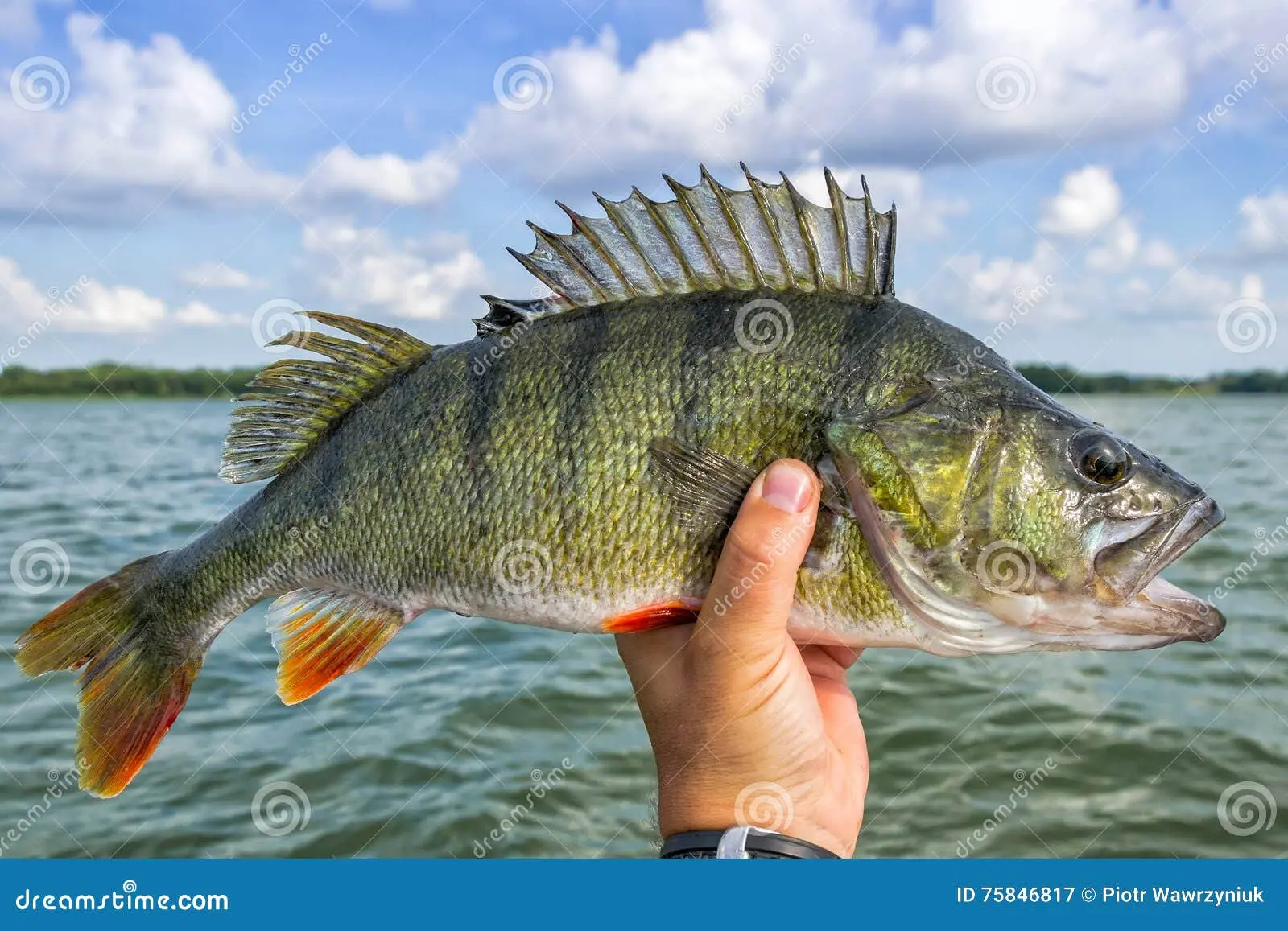pescado de lago - Cómo se llama el pescado de agua dulce