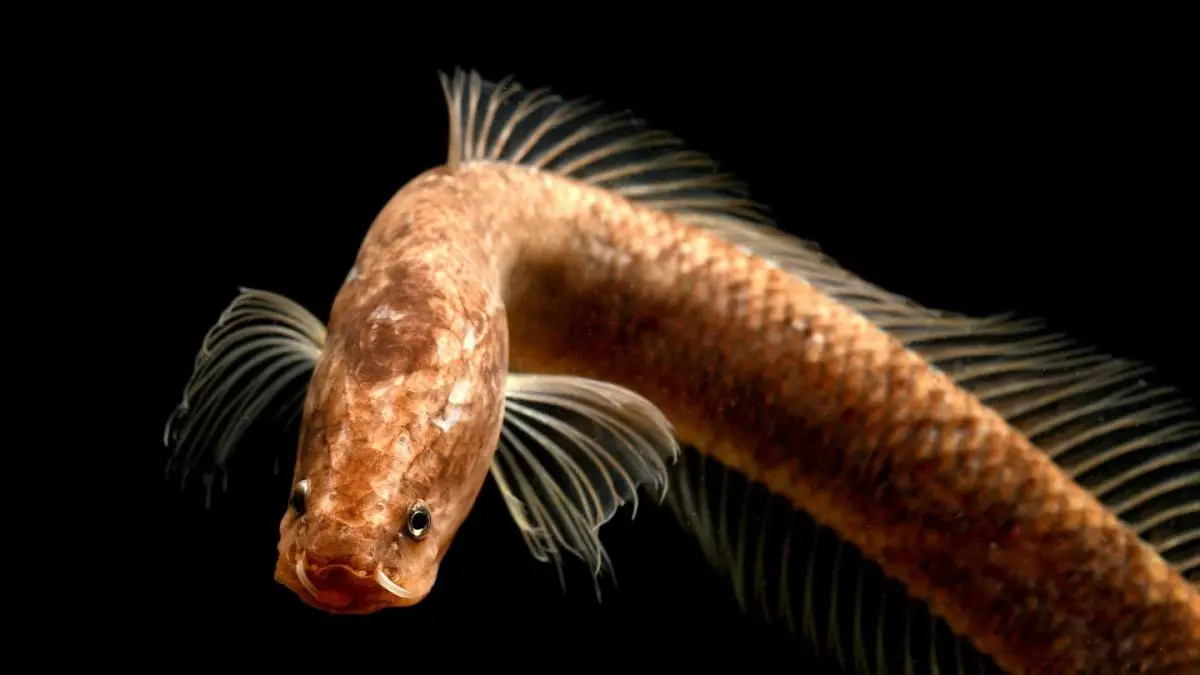 pescado cabeza de serpiente - Cómo se llama el pescado que parece culebra