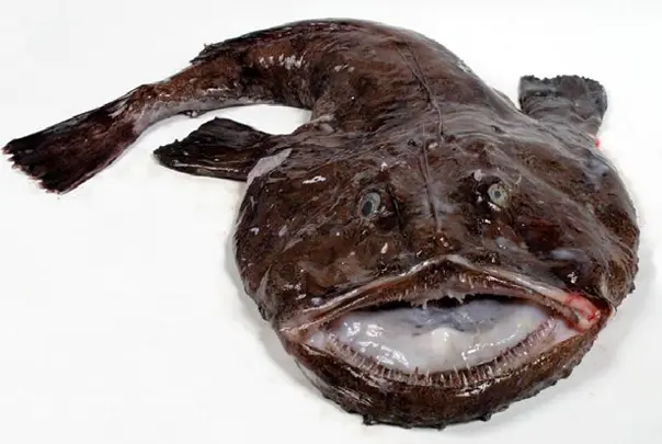 pescado negro - Cómo se llama el pez negro