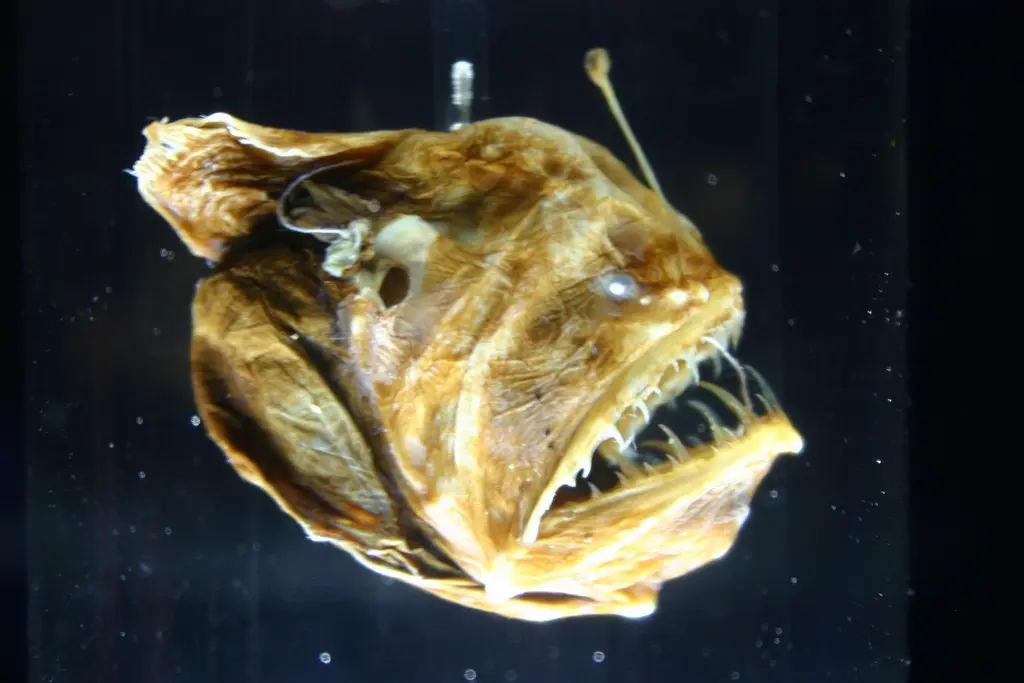 pescado que tiene una luz - Cómo se llama el pez que tiene luz en la cabeza