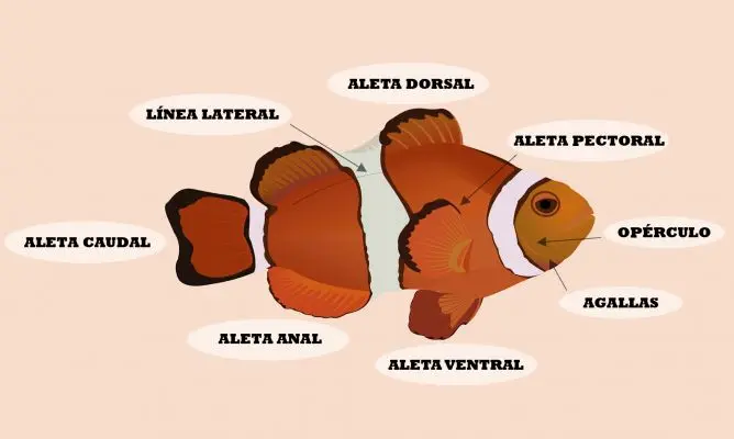aleta pescado - Cómo se llama la aleta del pescado