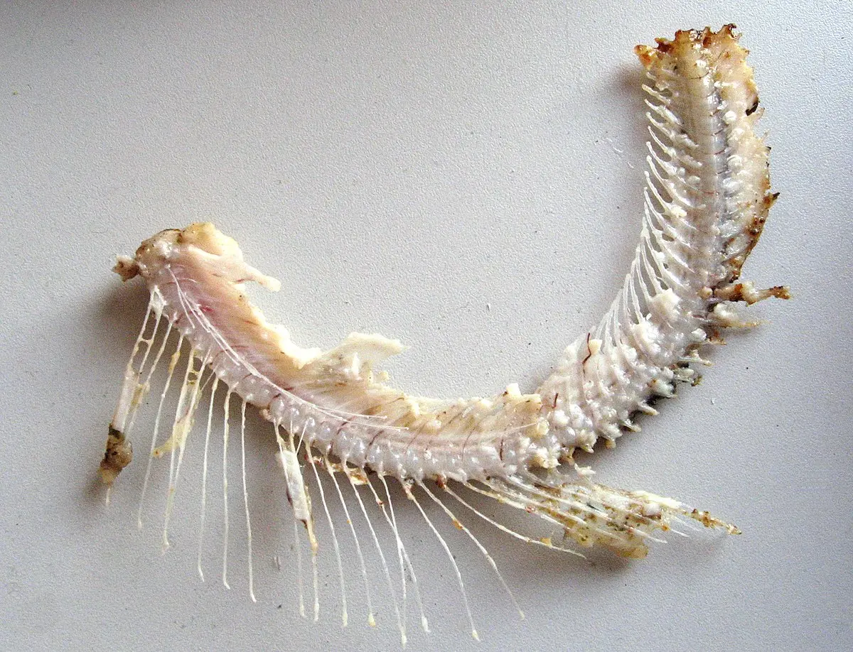 espina de pescado - Cómo se llama la espina de pescado