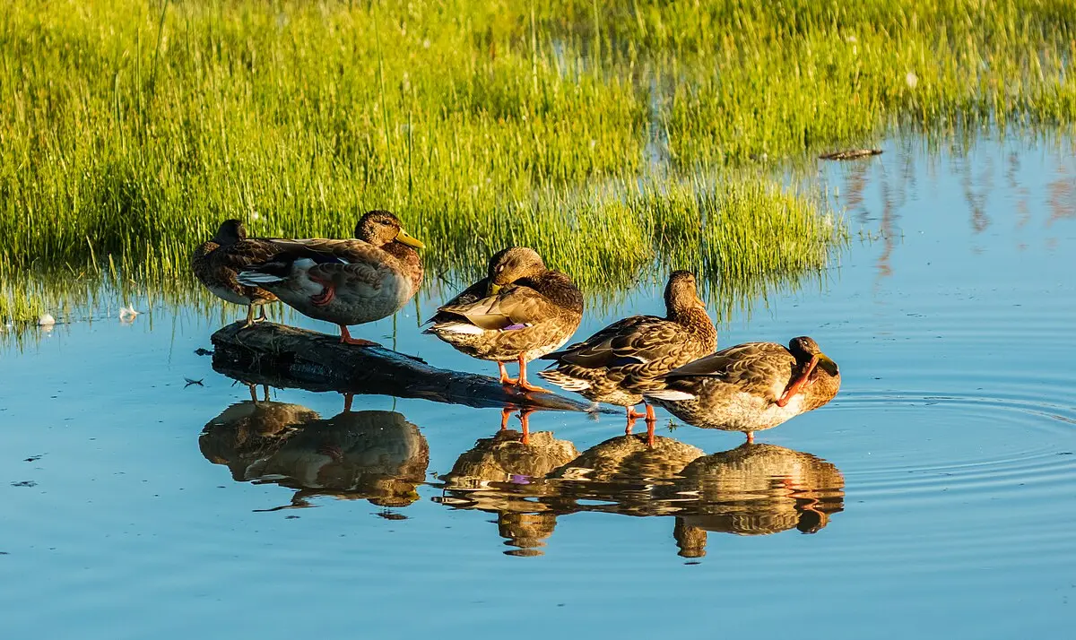 aves de laguna argentina - Cómo se llaman las aves acuáticas