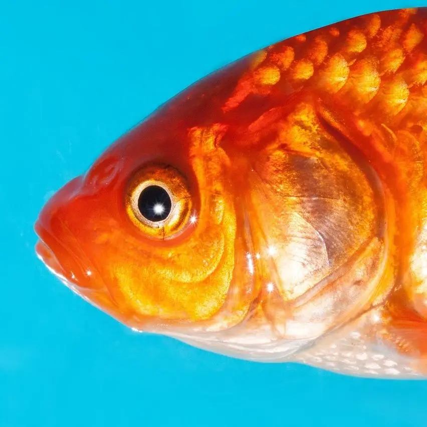 pescados de agua fria - Cómo se llaman los peces naranjas de agua fría