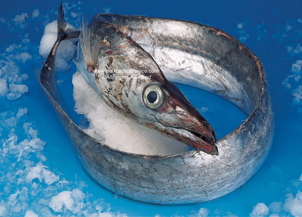 sable pescado - Cómo se pesca el pez sable