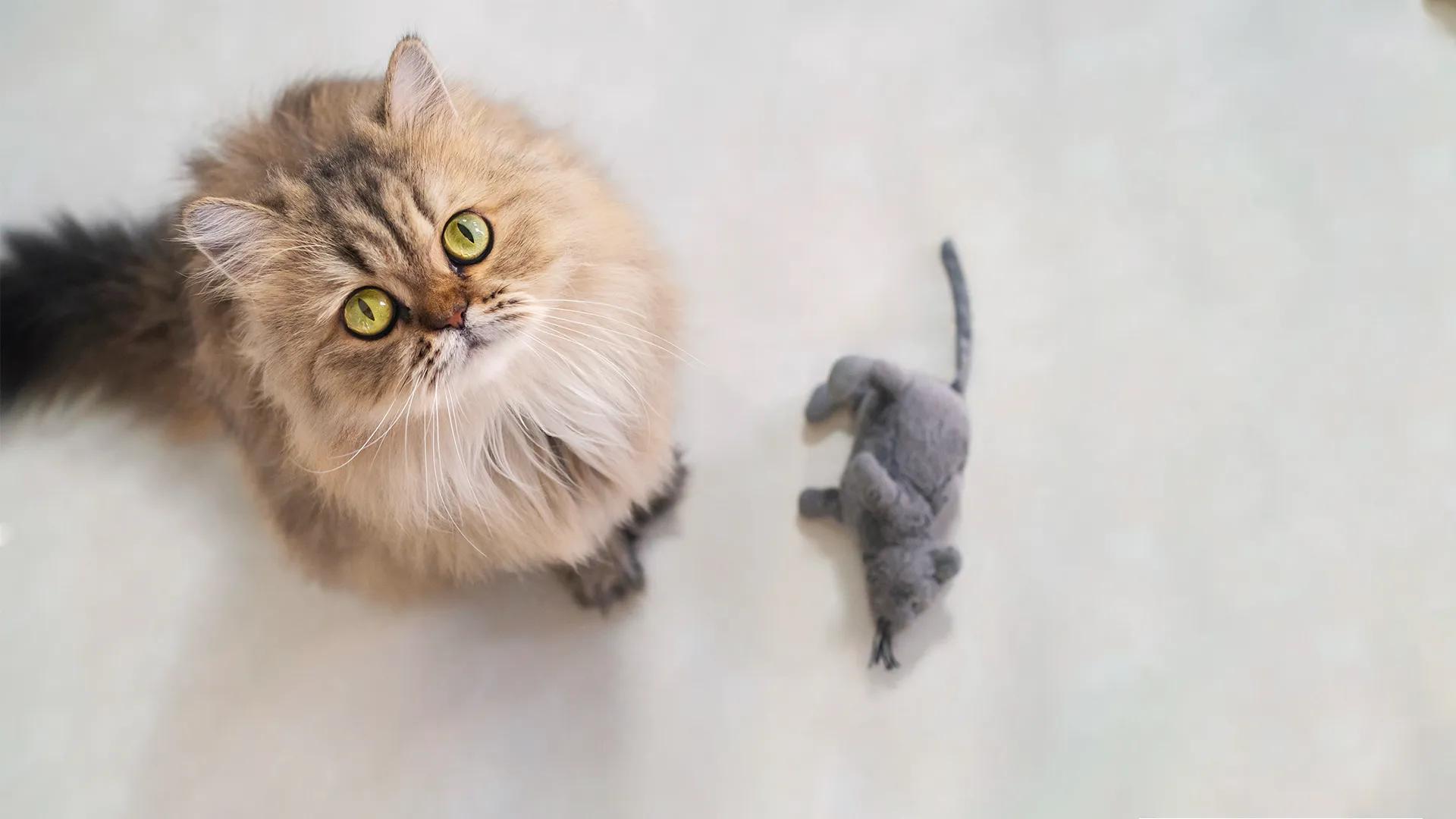 la mejor raza de gatos para cazar ratones - Cómo se sabe si un gato será un buen cazador de ratones