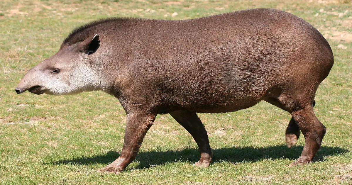 cazando tapir - Cómo se ve un tapir
