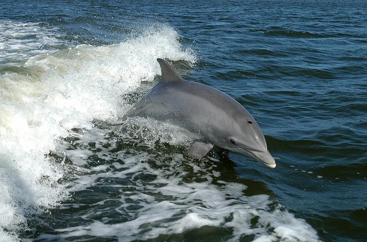 laguna brasil delfines - Cómo son los delfines