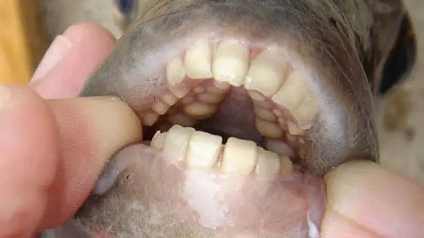 pescado con dientes de humano - Cómo son los dientes de los humanos
