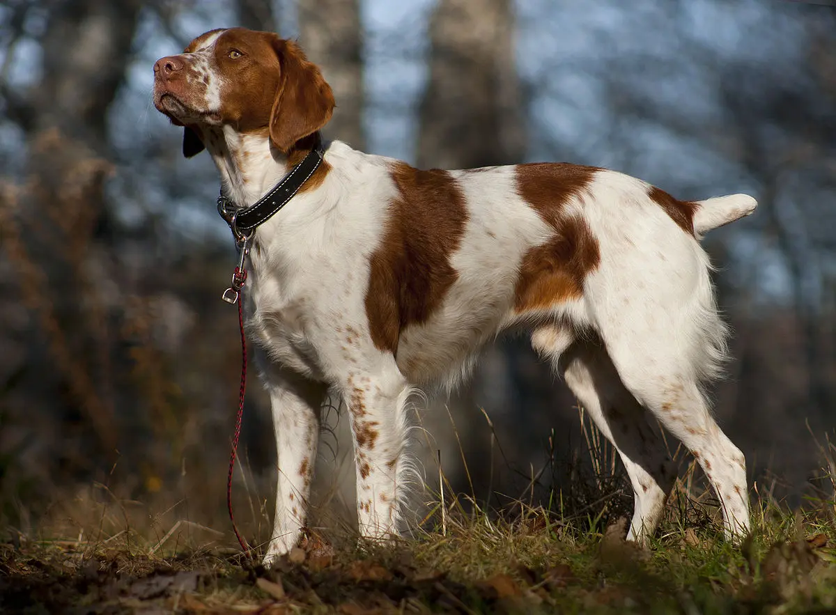 breton de caza - Cómo son los perros bretones
