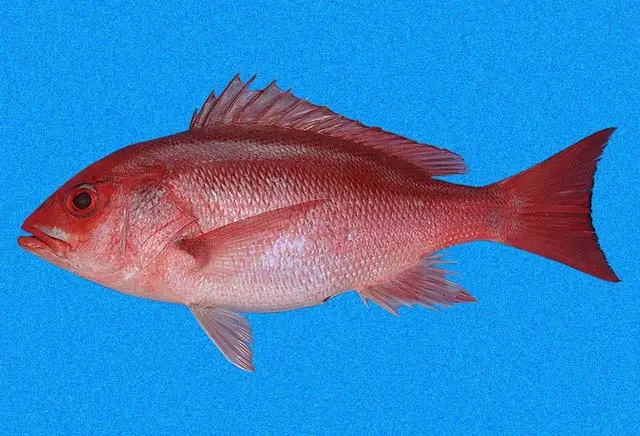 pescado rojo como se llama - Cómo son los pescados rojos