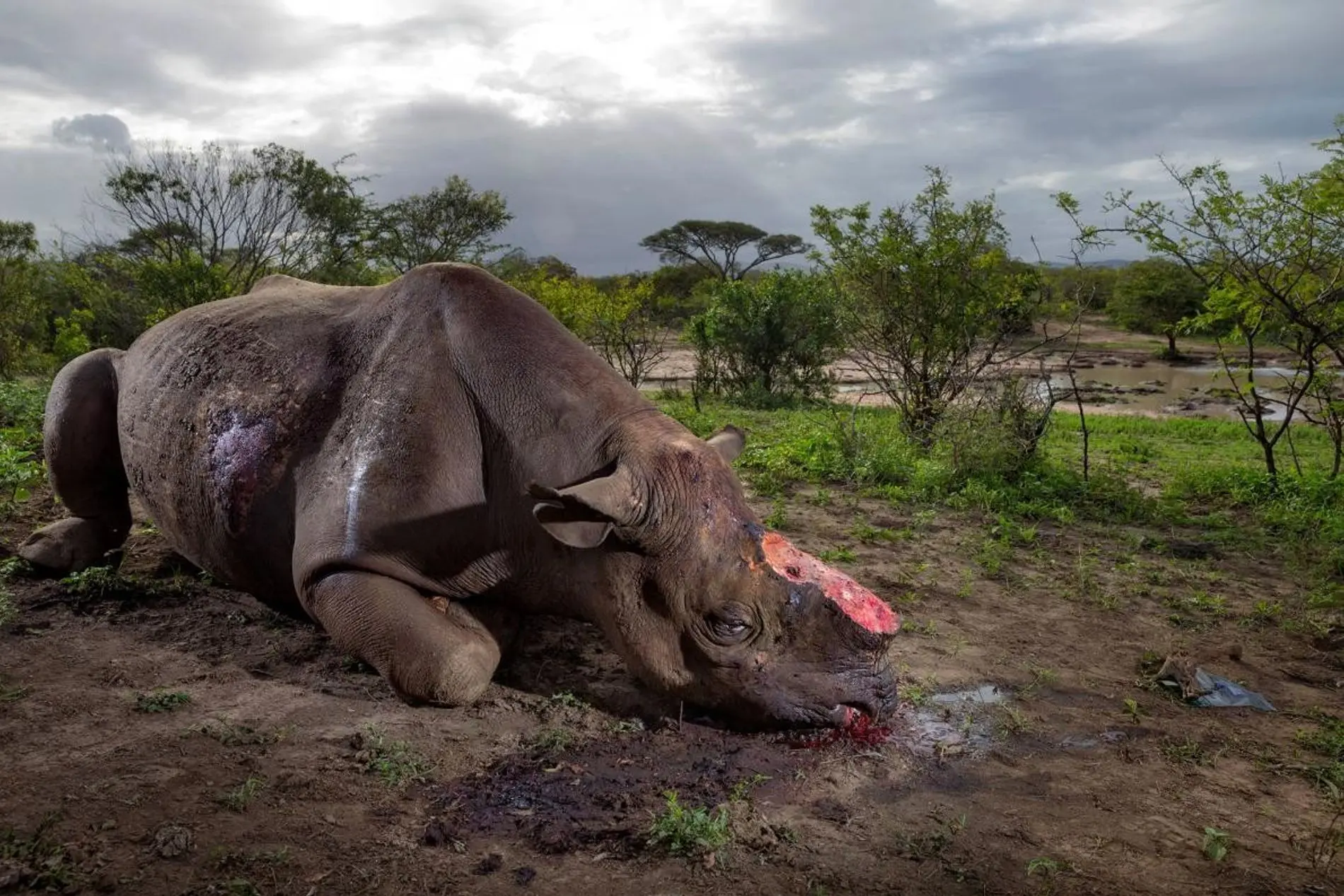 imagenes de caza indiscriminada de animales - Cuál es el animal más cazado en el mundo