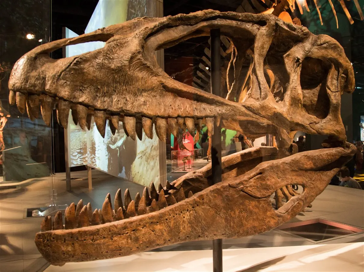 spinosaurus cazando - Cuál es el dinosaurio carnívoro más peligroso