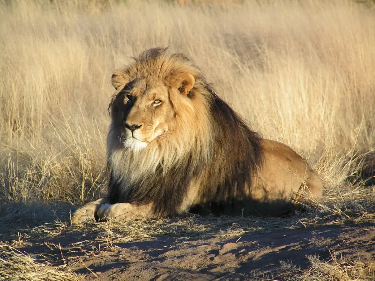leones cazando animales en africa - Cuál es el enemigo de los leones