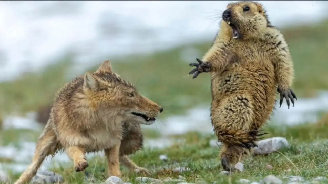 zorro cazando marmota - Cuál es el enemigo natural del zorro