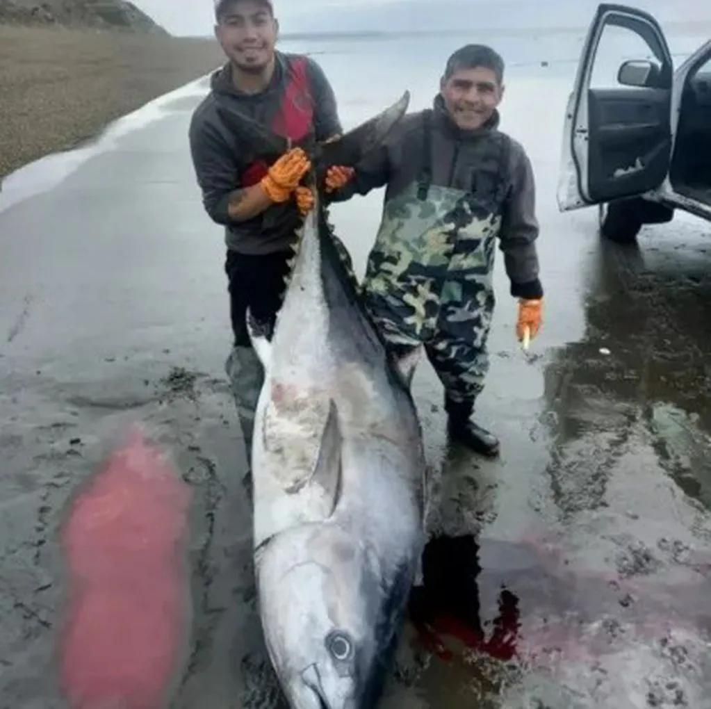 donde se pesca atun en argentina - Cuál es el mejor atún en lata Argentina