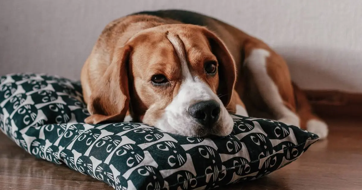 que raza de perros utilizan para la caceria - Cuál es el mejor perro de caza en el mundo