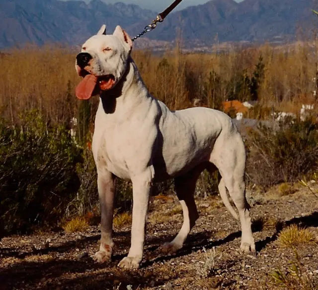 perros cazando jabali - Cuál es el mejor perro para la caza de perdiz