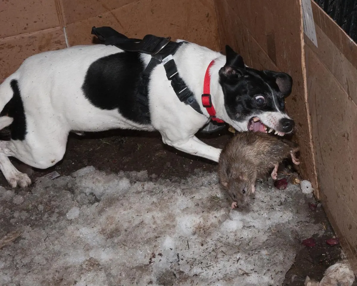 caza de ratas con perro - Cuál es el mejor veneno para ratas