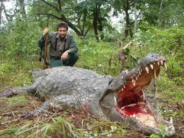 cazando cocodrilos en africa - Cuál es el país con más cocodrilos del mundo