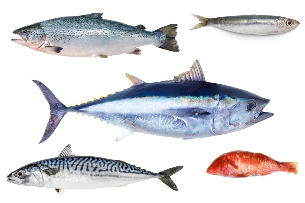 pescado azul lista - Cuál es el pescado azul ejemplos