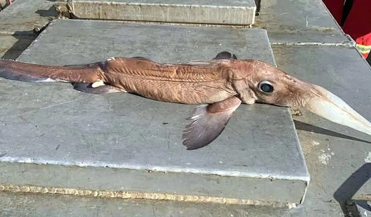 pescado chafalote - Cuál es el pez fantasma